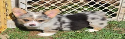 Welsh Corgi Pembroke dogs for sale: Stunning Stanley  - Ad 22