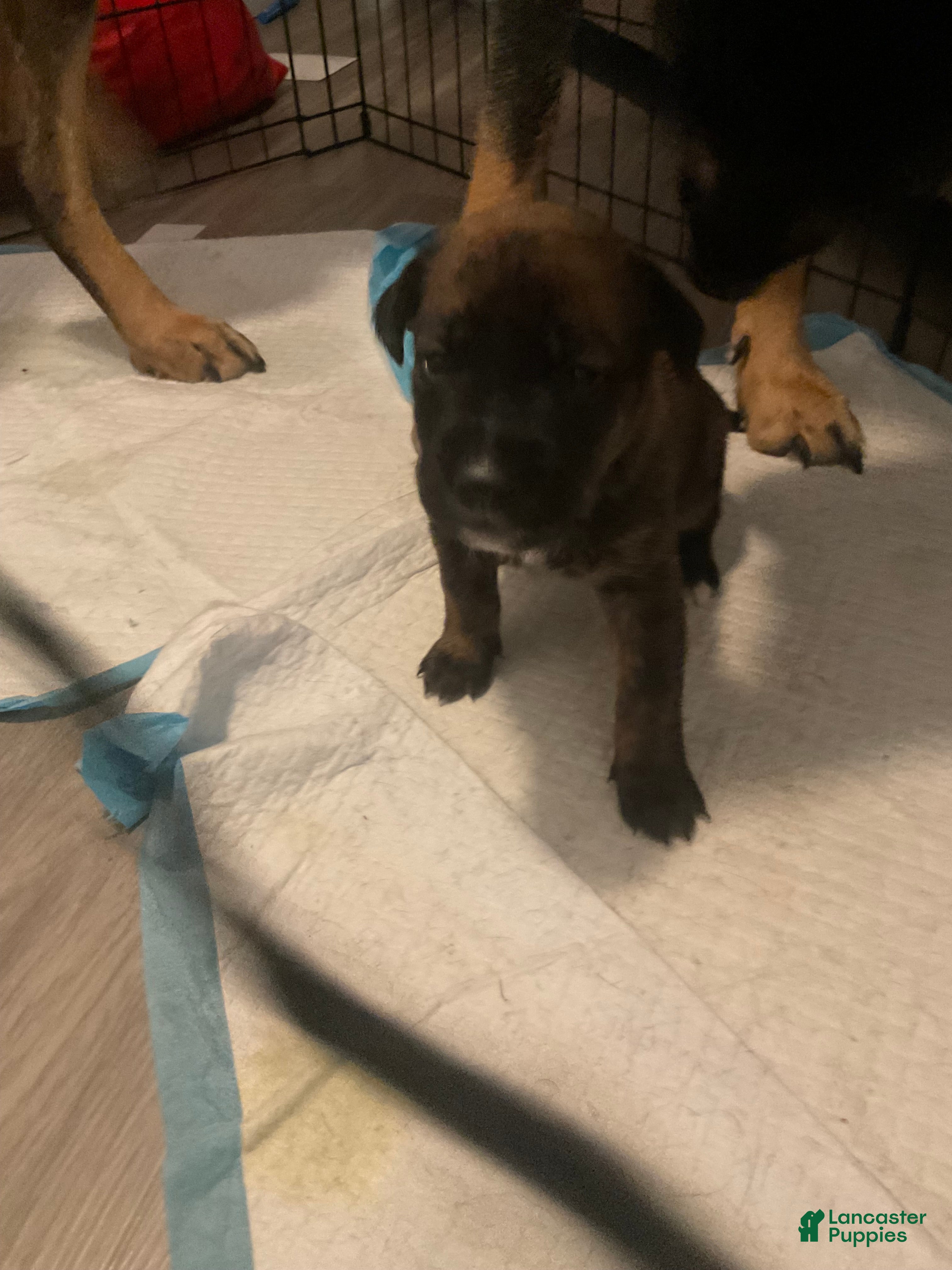 Mixed Breed dogs Mixed Breed Puppy 9 - Ad 1
