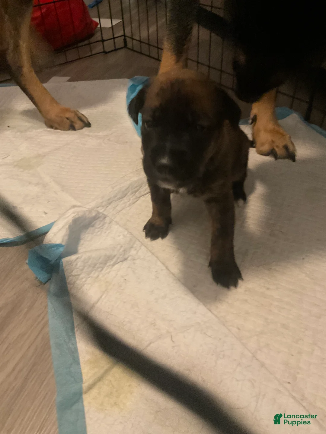 Mixed Breed dogs for sale: Mixed Breed Puppy 9 - Ad 1