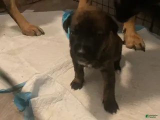 Mixed Breed dogs Mixed Breed Puppy 9 - Ad 1