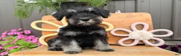 Miniature Schnauzer dogs for sale: Kayla Miniature Schnauzer  - Ad 3