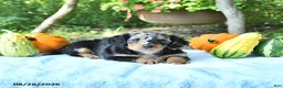 Miniature Dachshund dogs for sale: Princess - Ad 3