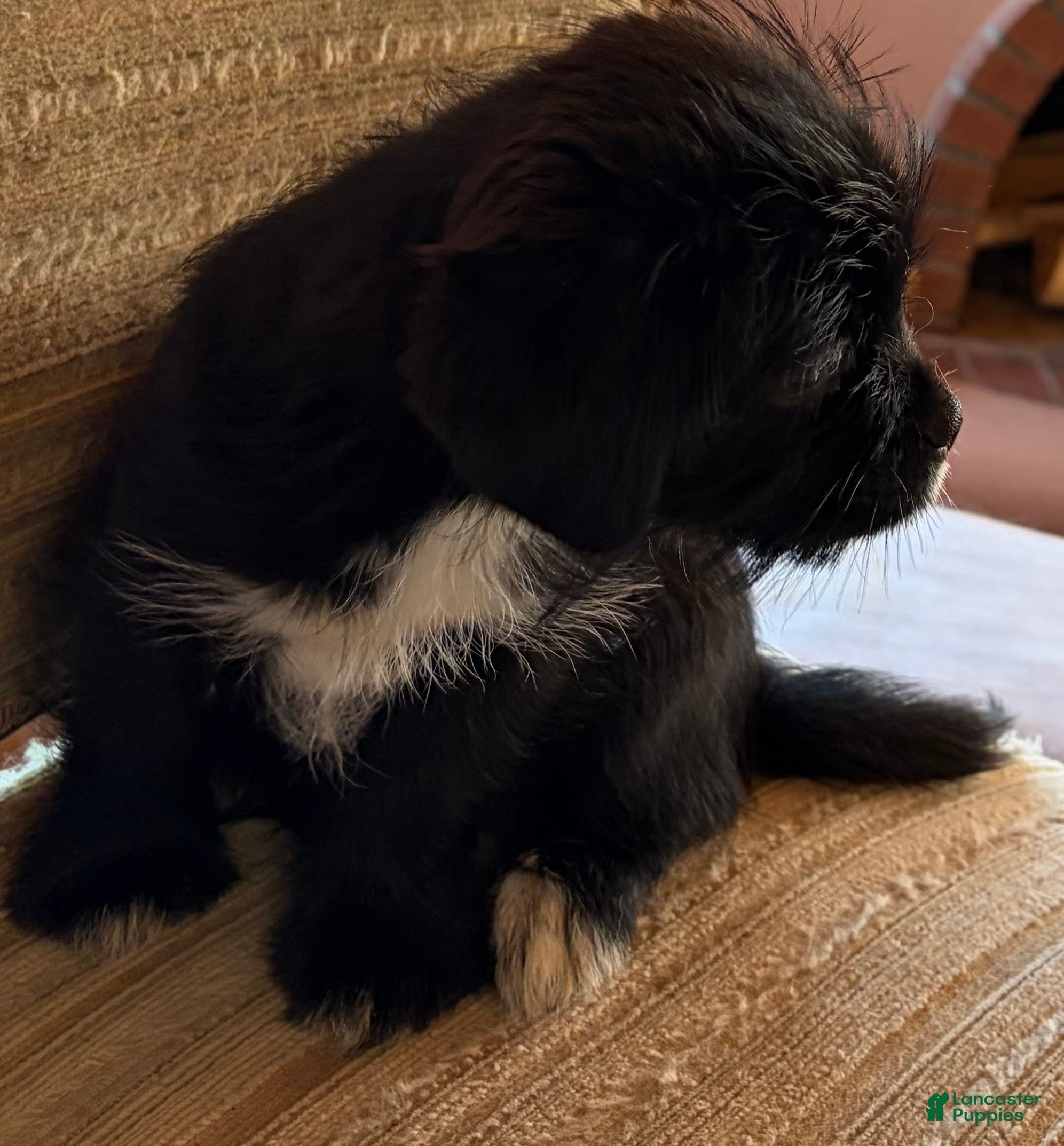 Mixed Breed dogs Mixed Breed 3 - Ad 1