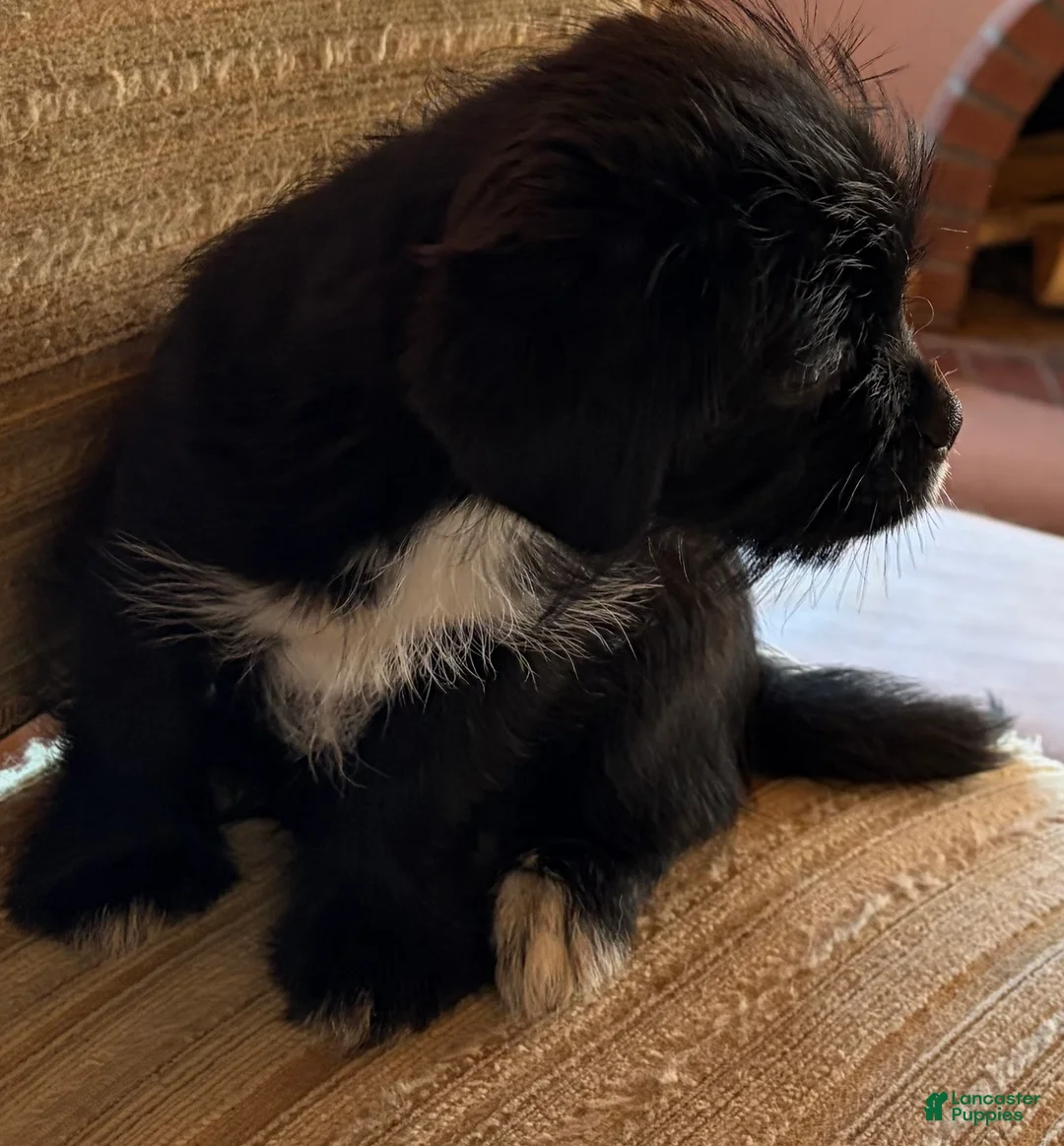 Mixed Breed dogs for sale: Mixed Breed 3 - Ad 1