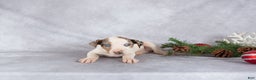Catahoula Leopard Dog dogs for sale: Journey - Ad 4