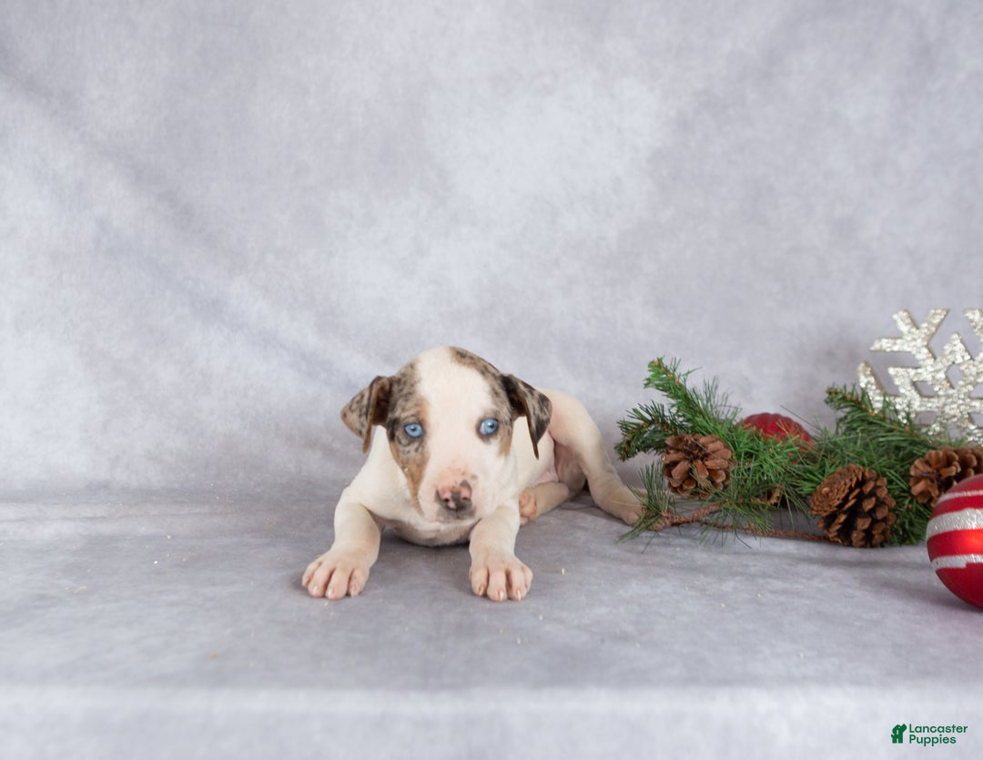 Catahoula Leopard Dog dogs for sale: Journey - Ad 4