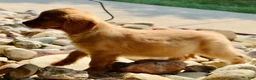 Miniature Golden Retriever dogs for sale: Ginger - Ad 3