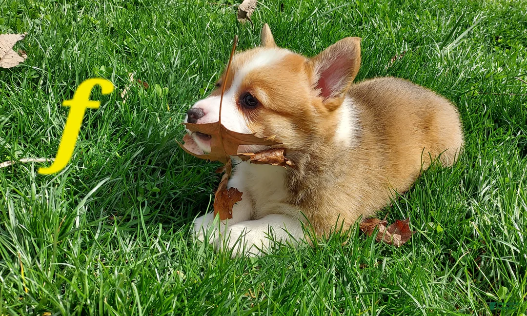 Welsh Corgi Pembroke dogs for sale: Welsh Corgi Pembroke Puppy 5 - Ad 2