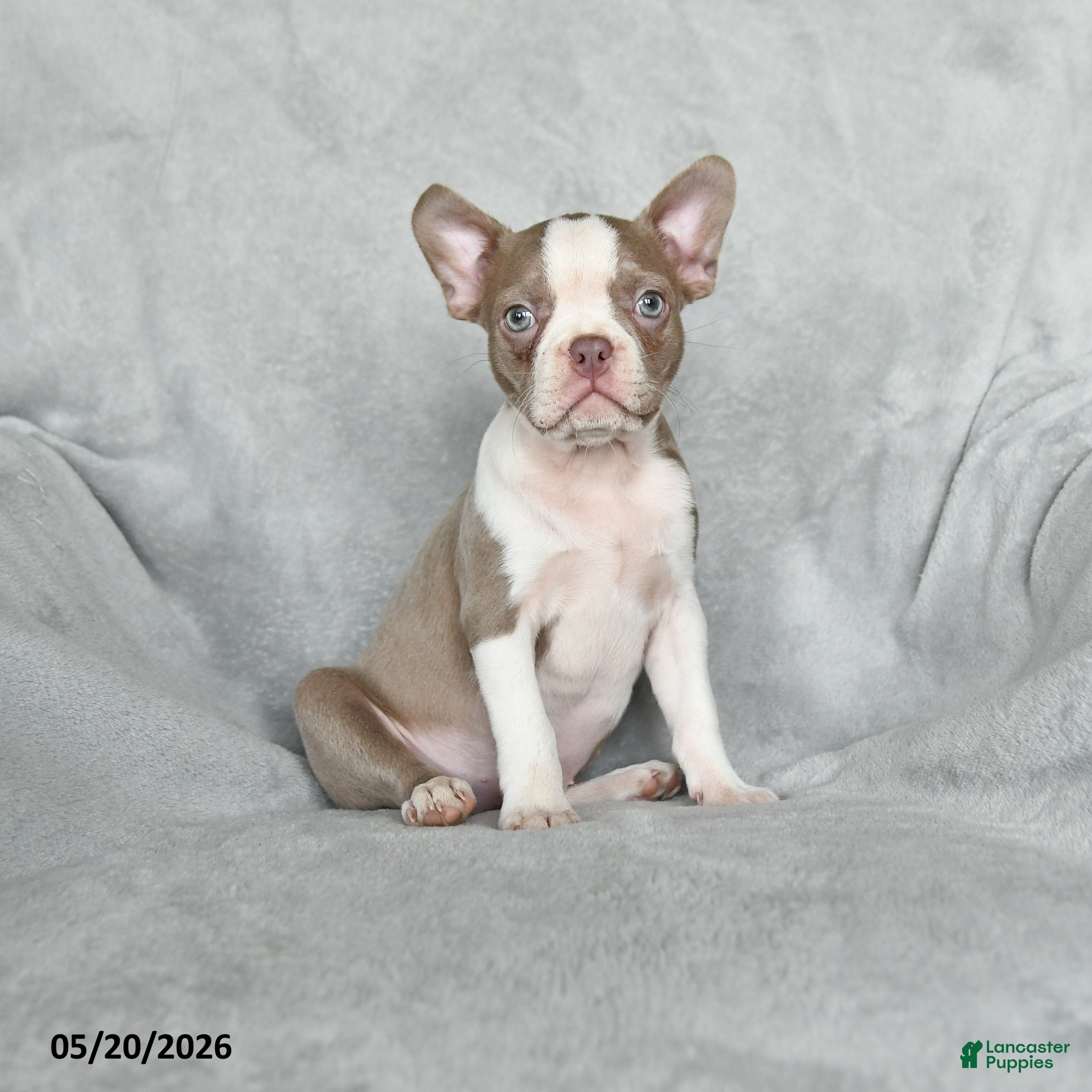 Boston Terrier dogs Tiffany - Ad 1