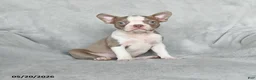 Boston Terrier dogs for sale: Tiffany - Ad 1