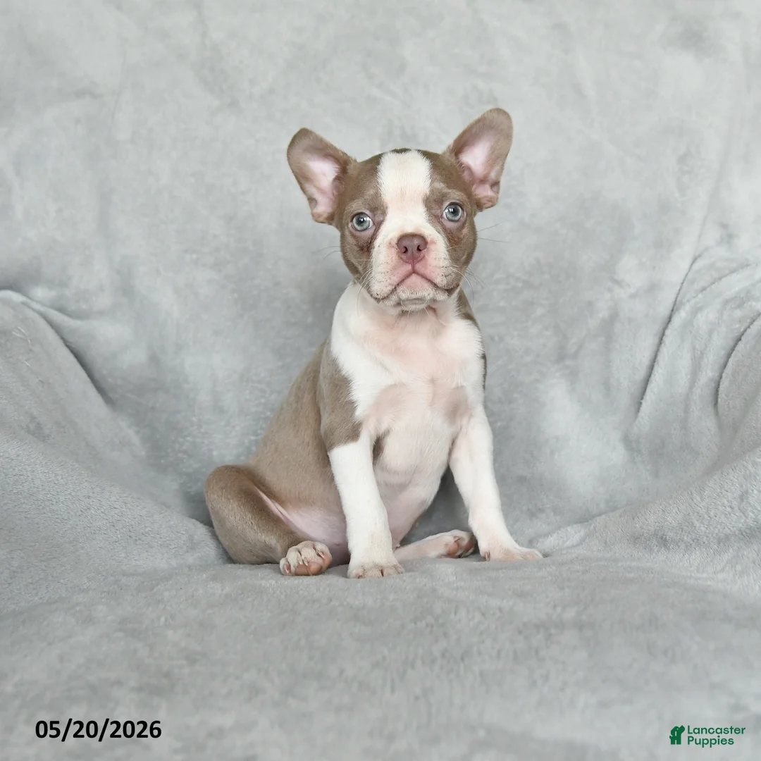 Boston Terrier dogs for sale: Tiffany - Ad 1