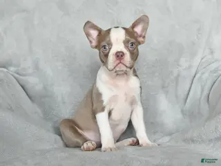 Boston Terrier dogs for sale: Tiffany - Ad 1