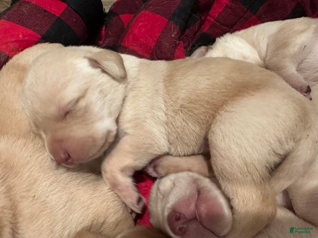 Labrador Retriever dogs for sale: Labrador Retriever Puppy 1 - Ad 2