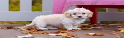 Cavachon dogs for sale: Honey - Ad 5