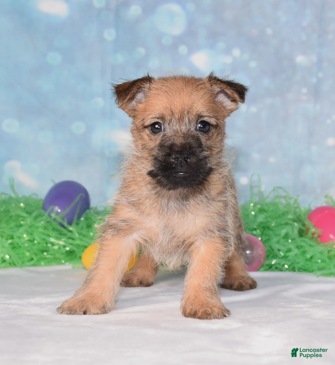 Cairn Terrier dogs for sale: Everest - Ad 1
