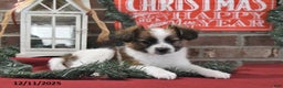 Papillon dogs for sale: Omega - Ad 2