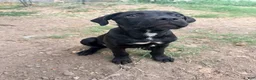 Cane Corso dogs for sale: **Age Reduction** Crowley AKC  - Ad 4
