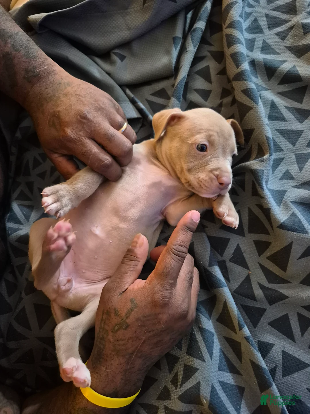 American Staffordshire Terrier dogs for sale: American Staffordshire Terrier Puppy 7 - Ad 1