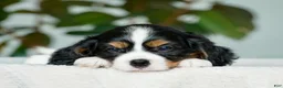 Cavalier King Charles Spaniel dogs for sale: Sage - Ad 4
