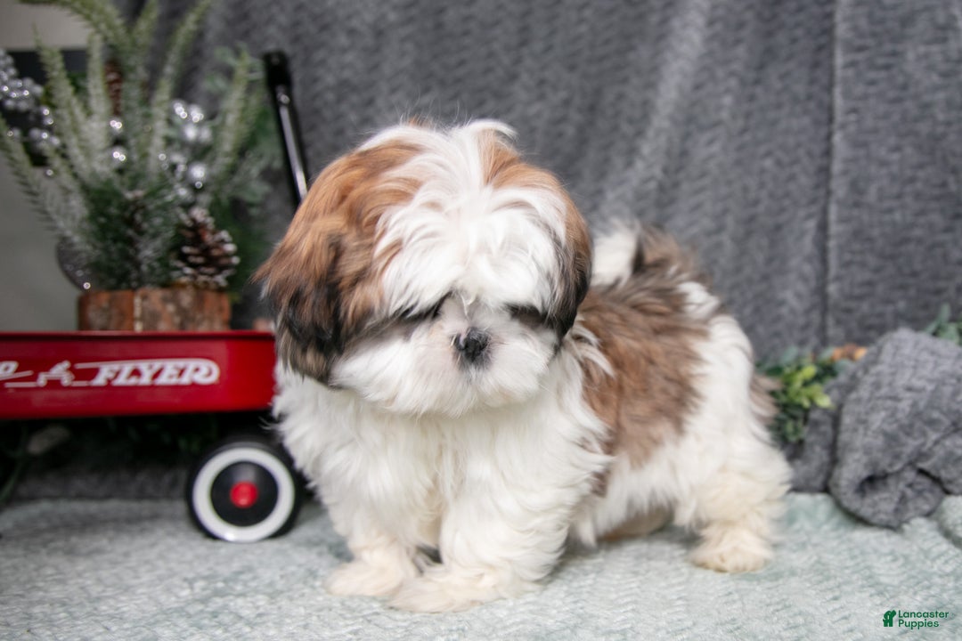 Shih Tzu dogs for sale: Penny - Ad 3