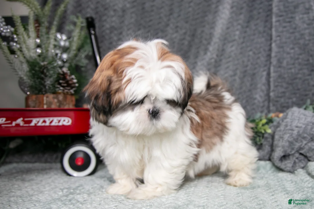 Shih Tzu dogs for sale: Penny - Ad 3
