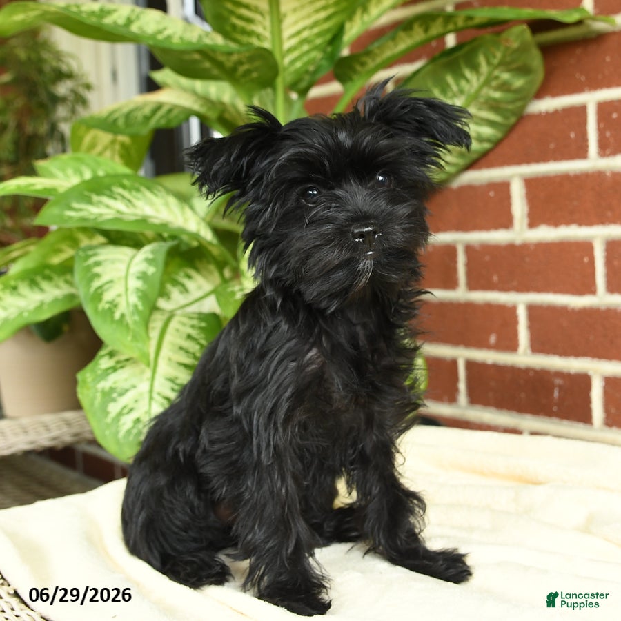 Yorkshire Terrier dogs Raven - Ad 1