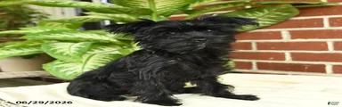 Raven