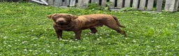 Labrador Retriever dogs for sale: Roxy - Ad 5
