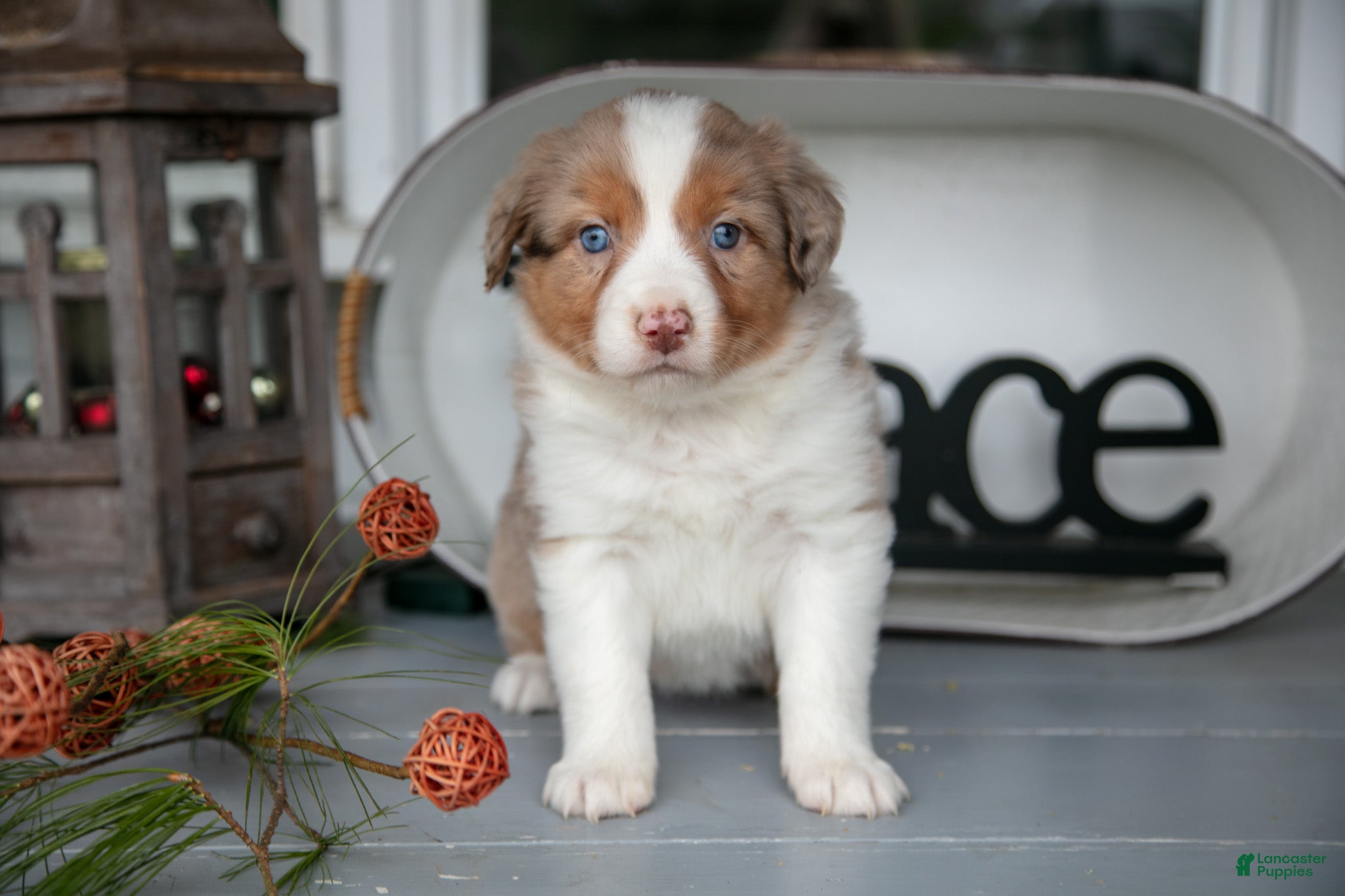 Australian Shepherd dogs Macy - Ad 2