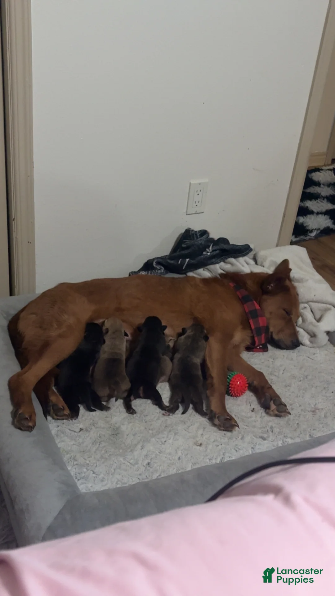 Mixed Breed dogs for sale: Mixed Breed Puppy 1 - Ad 2