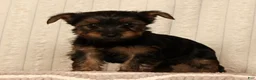 Yorkshire Terrier dogs for sale: Lily - Ad 3