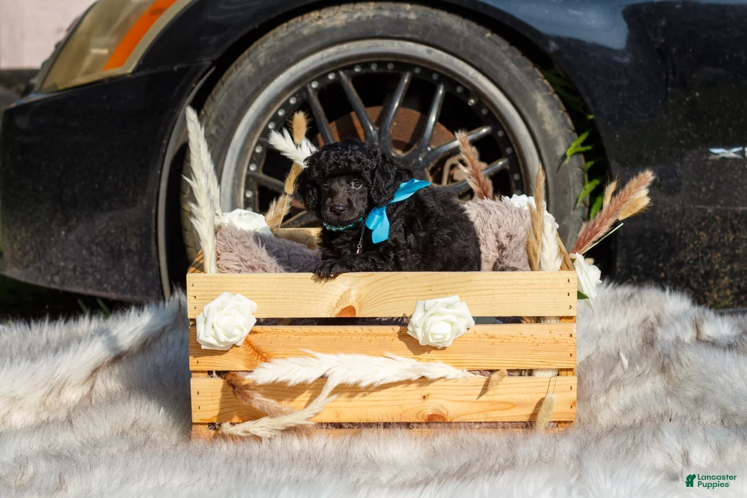 Toy Poodle dogs for sale: Toy Poodle Puppy 4 - Ad 1