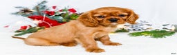 Cavalier King Charles Spaniel dogs for sale: Gingersnap - Ad 5