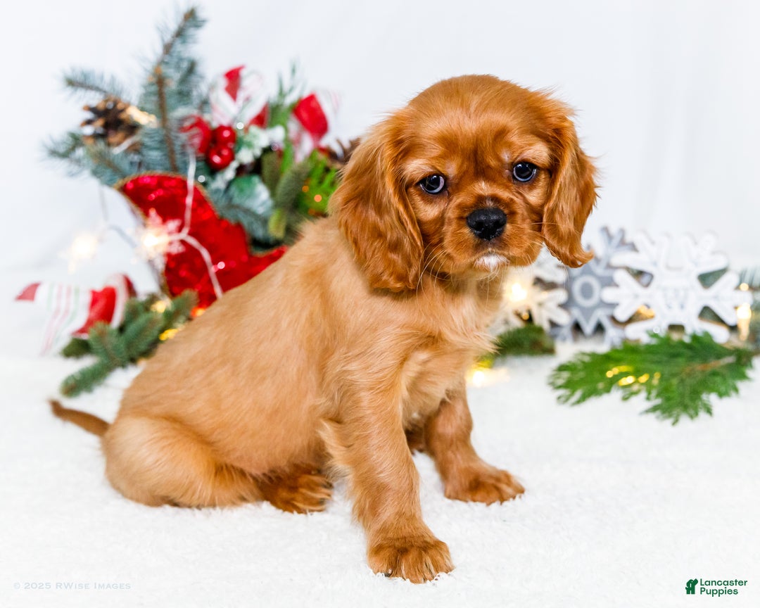 Cavalier King Charles Spaniel dogs for sale: Gingersnap - Ad 5