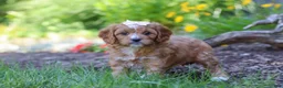 Cavapoo dogs for sale: Princess - Ad 3