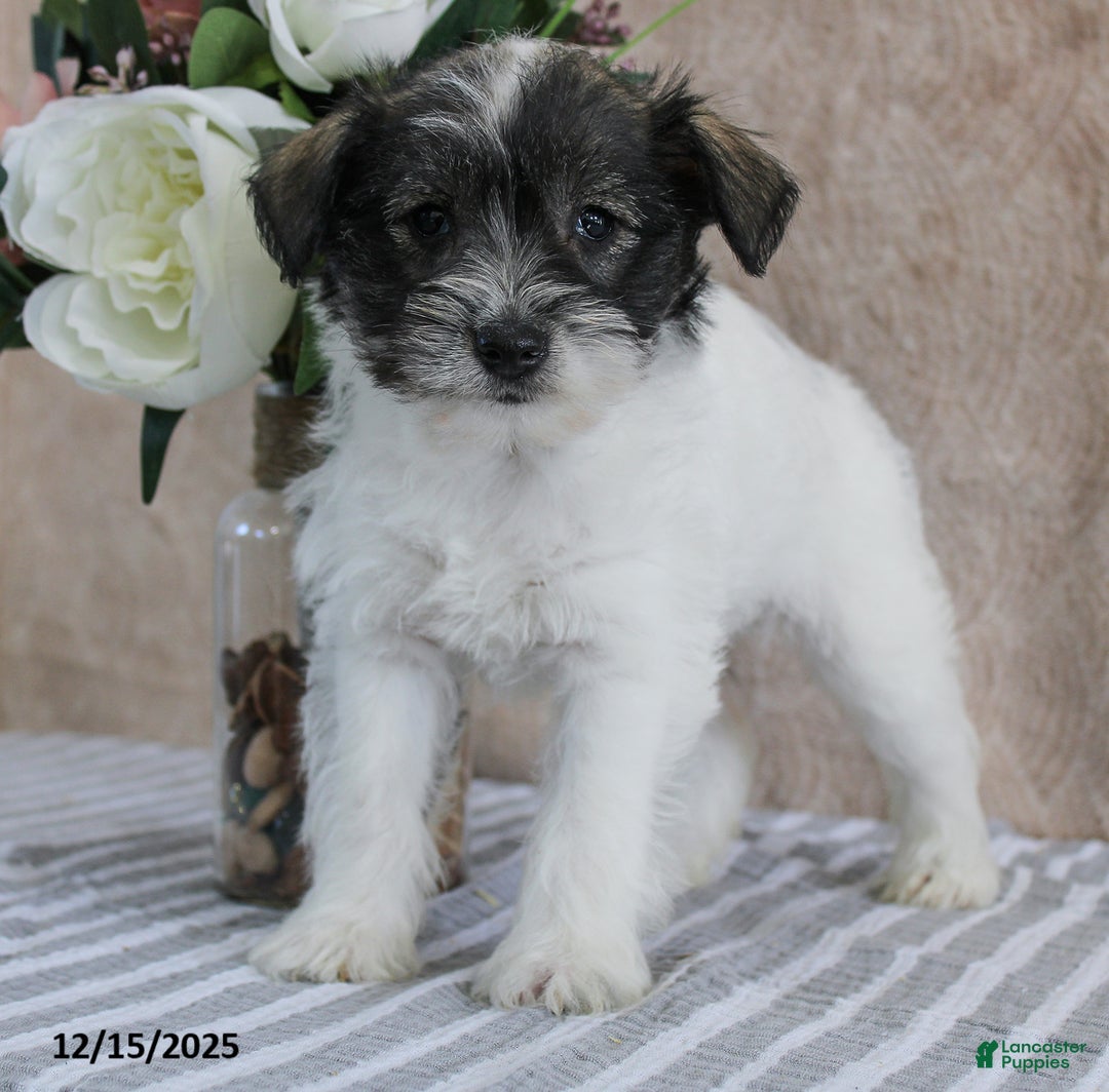 Miniature Schnauzer dogs for sale: Polly - Ad 3