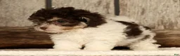 Havapoo dogs for sale: Bella - Ad 9