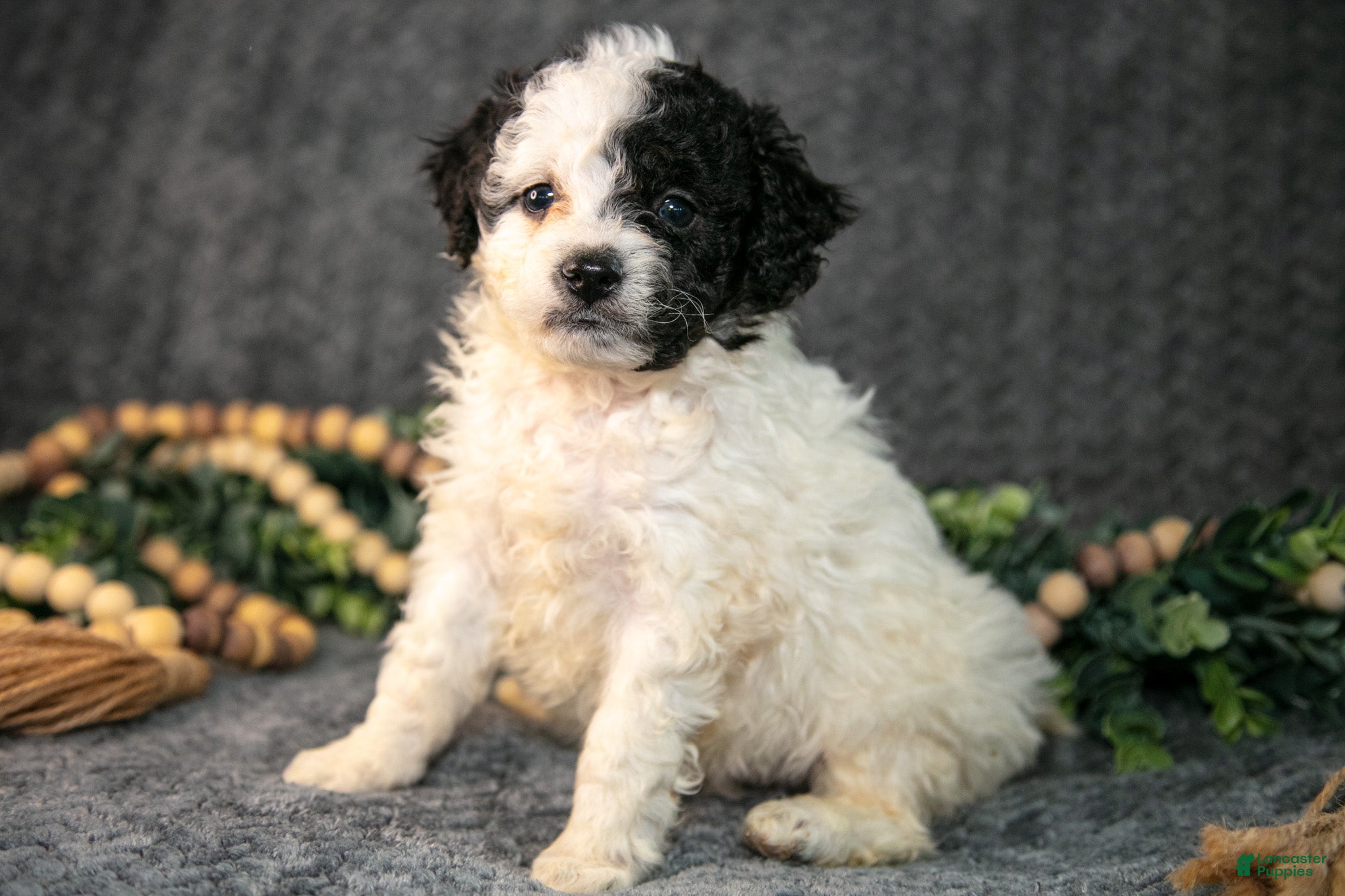 Mini Bernedoodle dogs Daisy - Ad 1
