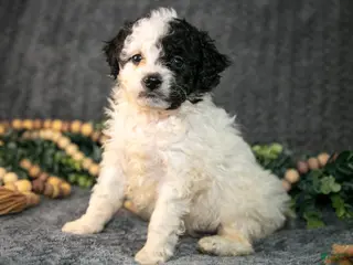 Mini Bernedoodle dogs for sale: Daisy - Ad 2