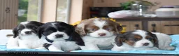 Cocker Spaniel dogs for sale: Princess - Ad 4