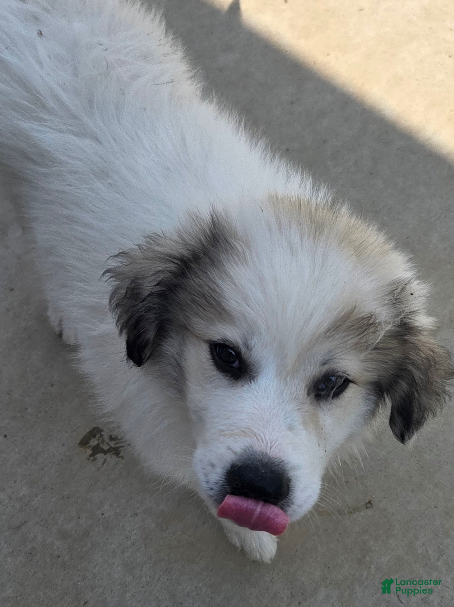 Great Pyrenees dogs Patrick "Teddy" - Ad 2