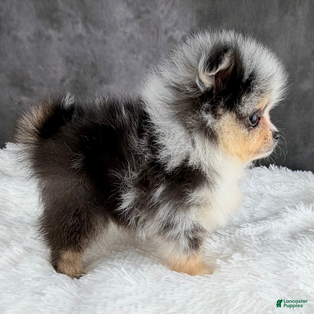 Pomeranian dogs for sale: Pomeranian Puppy 1 - Ad 4