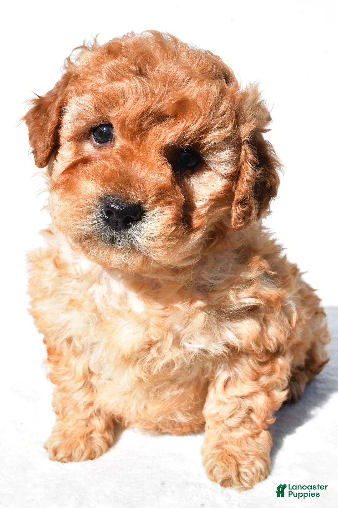 Mini Goldendoodle dogs for sale: Poppy - Ad 2