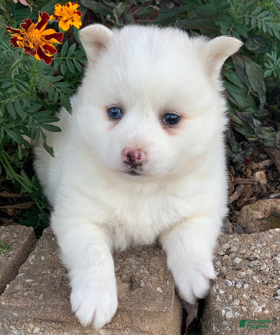 Alaskan Klee Kai dogs for sale: Sweet Petite Baby Willow~!!! - Ad 8