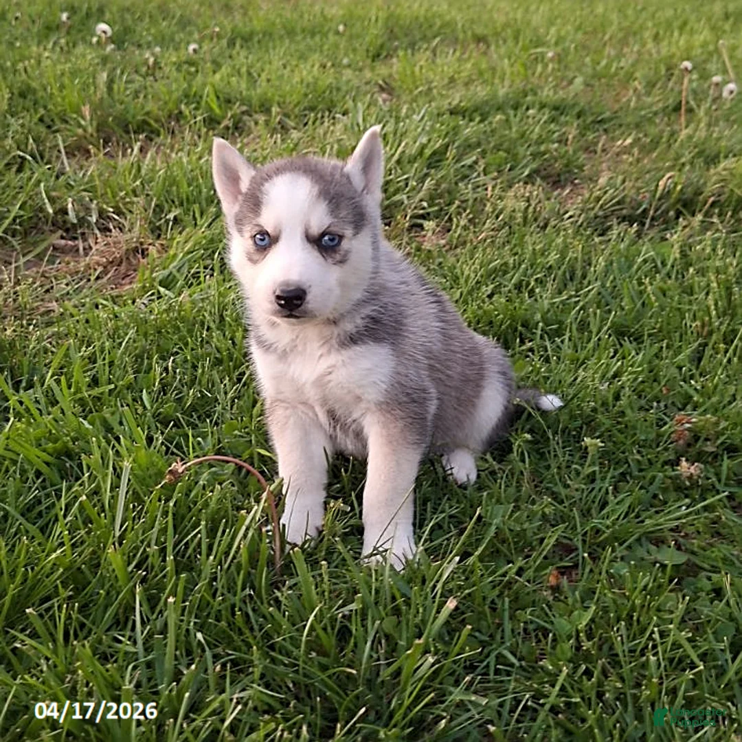 Gerberian Shepsky dogs for sale: Finn - Ad 2