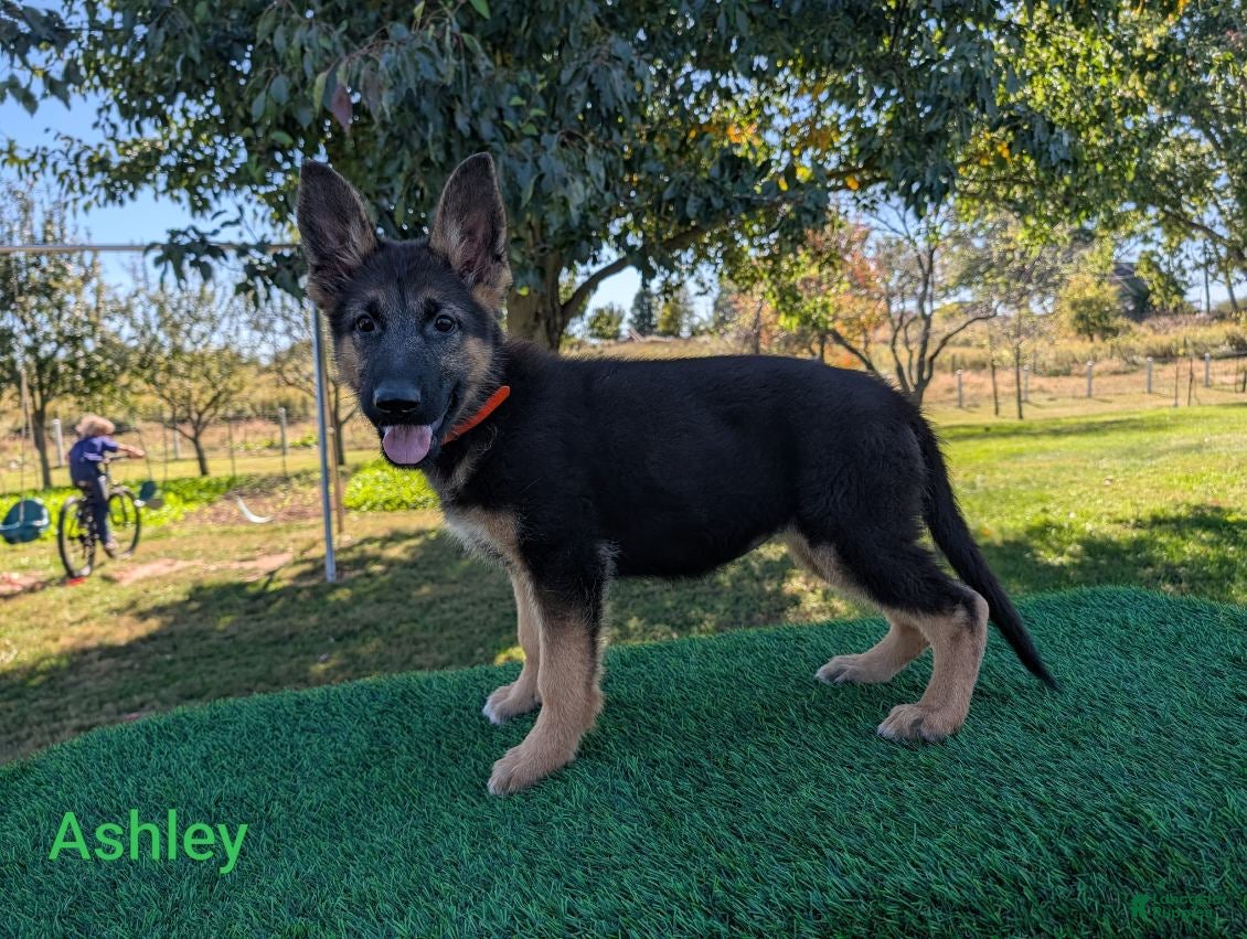 German Shepherd dogs Ashley - Ad 1