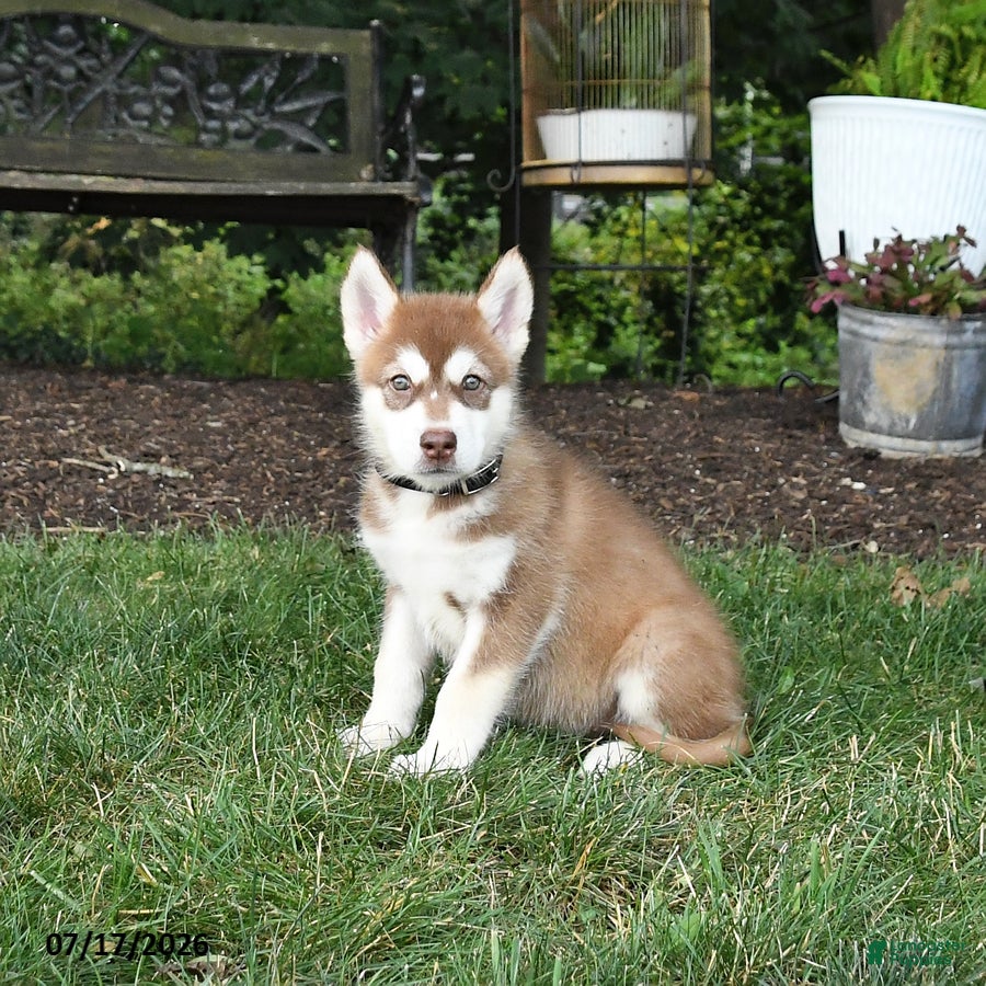 Alaskan Malamute dogs Sienna - Ad 2
