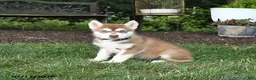 Alaskan Malamute dogs for sale: Sienna - Ad 2