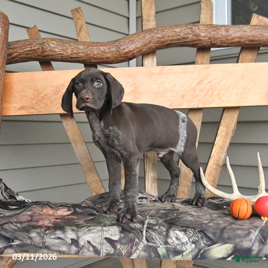 German Shorthaired Pointer dogs Wilbur - Ad 1