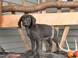 German Shorthaired Pointer dogs for sale: Wilbur - Ad 4